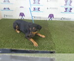 BUDRICK ROBERT - Male Cheagle Dog for Adoption - Small photo