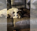 Small #7 Border Collie Mix