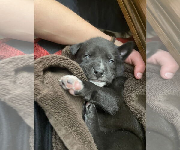 Medium Photo #1 Labrador Retriever-Unknown Mix Puppy For Sale in Princeton, MN, USA