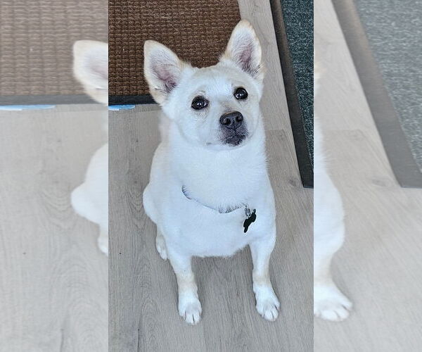 Medium Photo #4 American Eskimo Dog-Chow Chow Mix Puppy For Sale in Pikesville, MD, USA