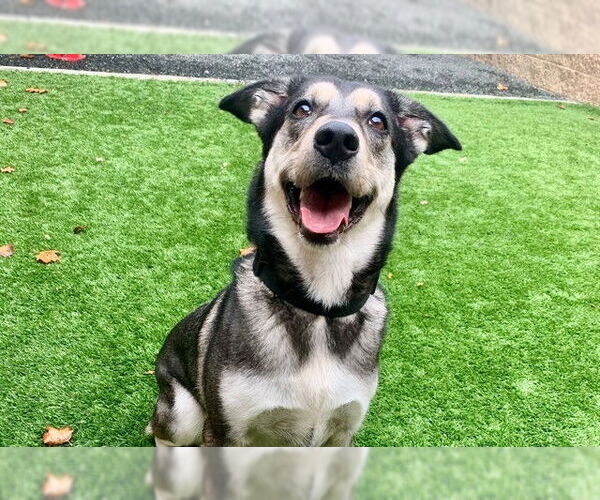 Medium Photo #1 Siberian Husky-Unknown Mix Puppy For Sale in Moreno Valley, CA, USA