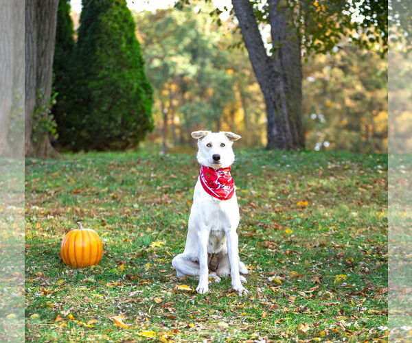 Medium Photo #1 Labrador Retriever-Unknown Mix Puppy For Sale in Unionville, PA, USA