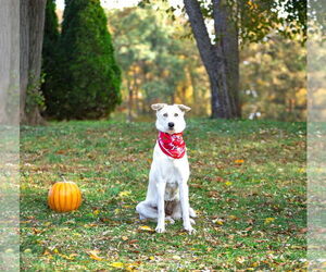 Labrador Retriever-Unknown Mix Dogs for adoption in Unionville, PA, USA
