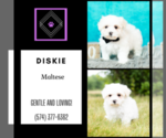 Small Photo #12 Maltese Puppy For Sale in WARSAW, IN, USA