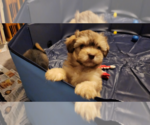 Small Photo #3 ShiChi Puppy For Sale in Aurora, IN, USA