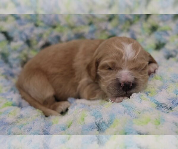 Medium Photo #18 Golden Cocker Retriever Puppy For Sale in Aylmer, Ontario, Canada
