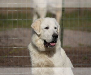 Great Pyrenees-Unknown Mix Dogs for adoption in Missoula, MT, USA