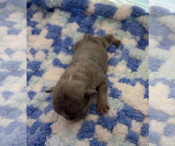 Medium Photo #5 French Bulldog Puppy For Sale in ALTON, IL, USA