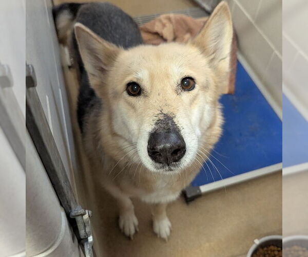 Medium Photo #2 Huskies -Unknown Mix Puppy For Sale in St. Cloud, MN, USA