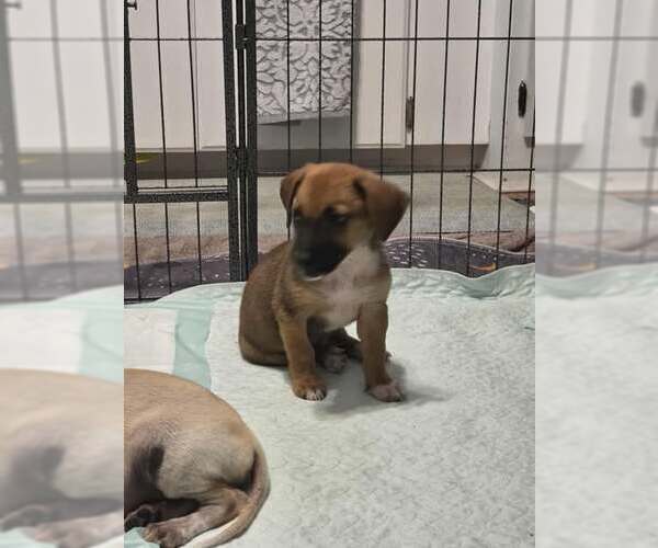 Medium Photo #3 Jack Chi Puppy For Sale in Princeton, MN, USA
