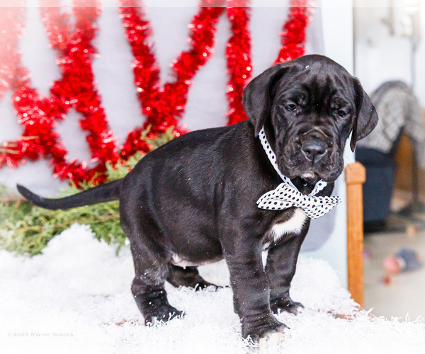 Medium Photo #6 Great Dane Puppy For Sale in WAKARUSA, IN, USA