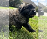 Small #6 Bouvier Des Flandres