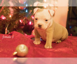 Small Photo #7 American Bully Puppy For Sale in HOUSTON, TX, USA