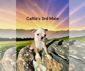 Boston Terrier Puppy for sale in EWING, KY, USA