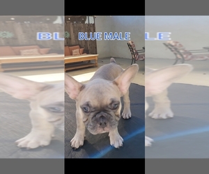 French Bulldog Puppy for sale in BEVERLY HILLS, CA, USA