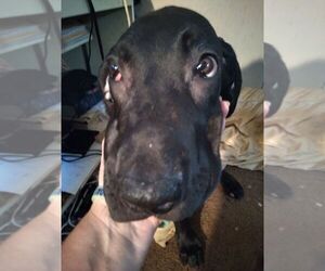 Great Dane Puppy for sale in SEVIERVILLE, TN, USA