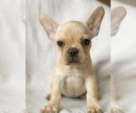 Small Photo #3 French Bulldog Puppy For Sale in RIVERSIDE, CT, USA
