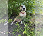 Small #22 Chihuahua Mix