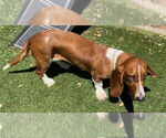 Small #1 Basset Hound