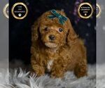 Small #5 Poodle (Toy)