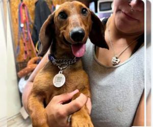 Dachshund-Unknown Mix Dogs for adoption in Cranston, RI, USA