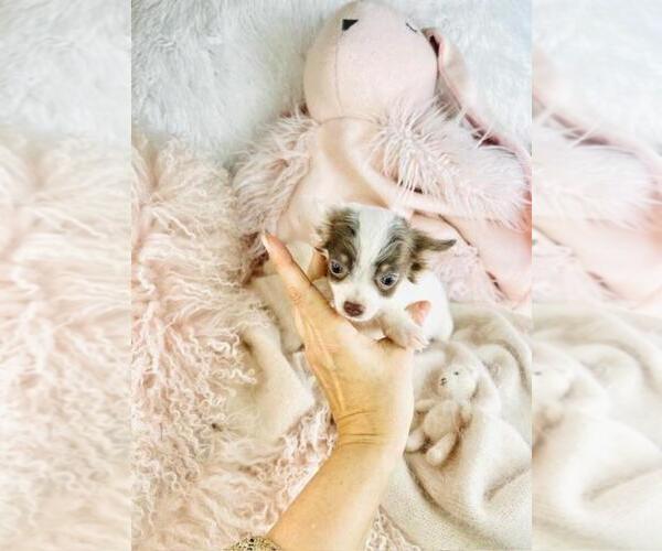 Medium Photo #6 Chihuahua Puppy For Sale in PEMBROKE PINES, FL, USA