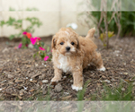 Small Photo #2 Maltipoo Puppy For Sale in MILLERSBURG, IN, USA