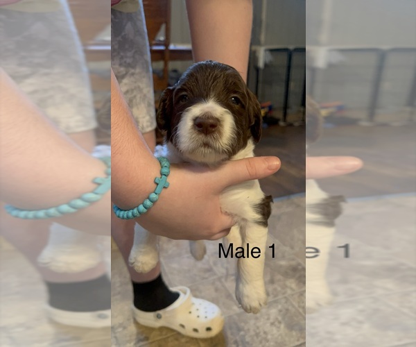 Medium Photo #2 Goldendoodle Puppy For Sale in SPARTANBURG, SC, USA