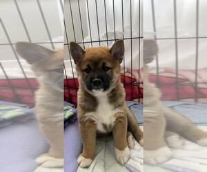 Shiba Inu Puppy for sale in CRYSTAL LAKE, IL, USA