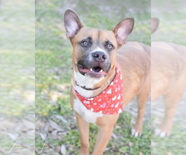 Medium Photo #2 Labrador Retriever-Unknown Mix Puppy For Sale in Brewster, NY, USA