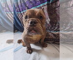 Small #2 Bullypit