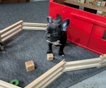 Small Photo #9 Faux Frenchbo Bulldog Puppy For Sale in GOSHEN, IN, USA