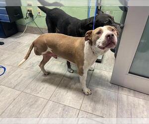 American Staffordshire Terrier-Unknown Mix Dogs for adoption in Grand Prairie, TX, USA