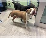 Small American Staffordshire Terrier Mix