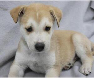 Mutt Dogs for adoption in Thief River Falls, MN, USA