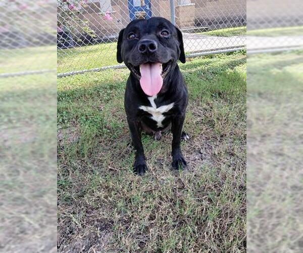 Medium Photo #2 Staffordshire Bull Terrier-Unknown Mix Puppy For Sale in Corpus Christi, TX, USA