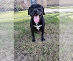 Small #1 Staffordshire Bull Terrier Mix