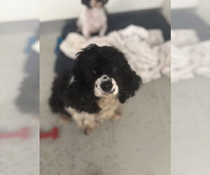 Stacey #8702 - Female Cocker Spaniel Dog for Adoption - Photo #3