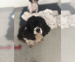Small #2 Cocker Spaniel