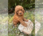 Small #4 Goldendoodle (Miniature)