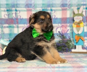 German Shepherd Dog Puppy for sale in LANCASTER, PA, USA
