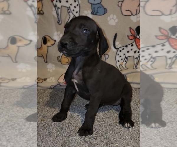 Medium Photo #3 Great Dane Puppy For Sale in DENHAM SPRINGS, LA, USA