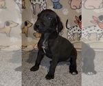 Small #2 Great Dane