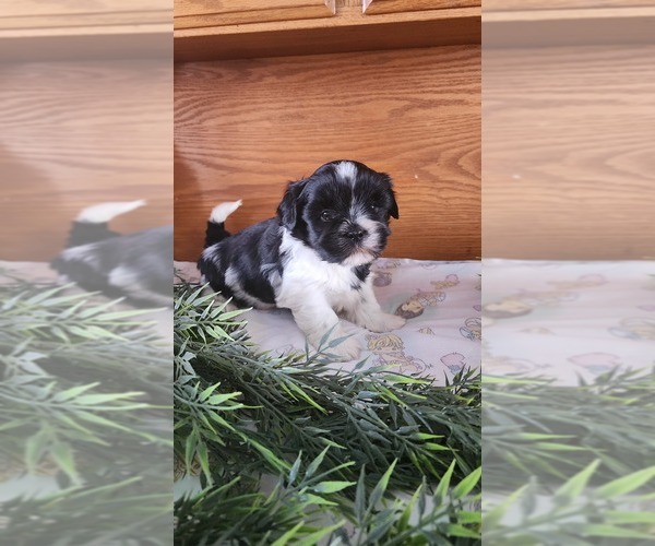 Medium Photo #7 Shih Tzu-Zuchon Mix Puppy For Sale in GREENWOOD, WI, USA