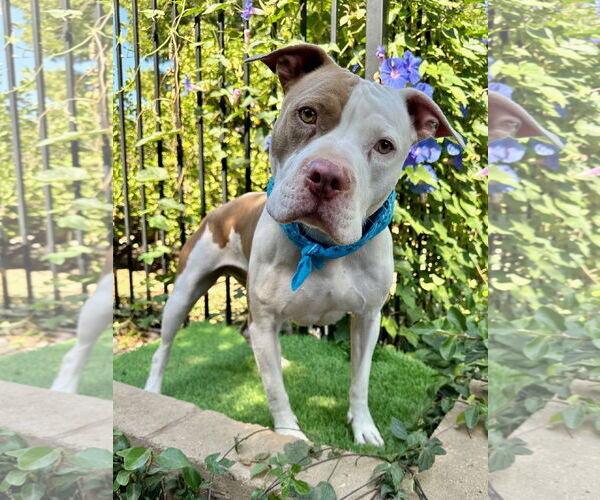 Medium Photo #4 American Pit Bull Terrier-Unknown Mix Puppy For Sale in Redlands, CA, USA