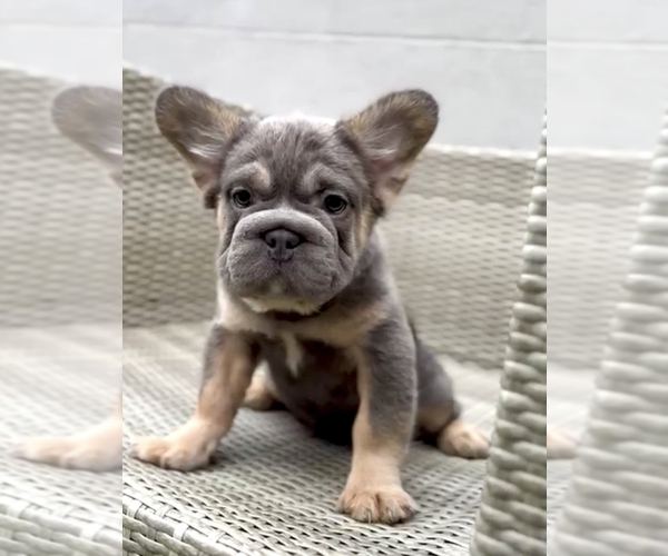 Medium Photo #11 French Bulldog Puppy For Sale in SPRINGFIELD, MA, USA