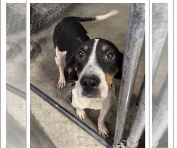 Medium Photo #3 Mutt Puppy For Sale in Westwood, NJ, USA