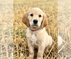 Golden Retriever Puppy for sale in SPOKANE, WA, USA