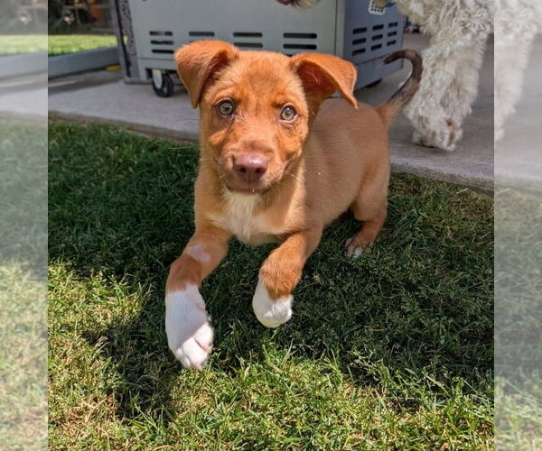 Medium Photo #2 Labrador Retriever-Unknown Mix Puppy For Sale in Lakewood, CO, USA