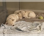 Small Photo #19 Shiba Inu Puppy For Sale in HAMPTON, VA, USA